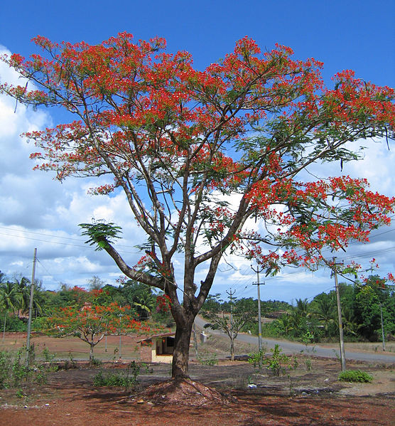 File:Delonix regia tree with flowers.jpg