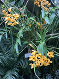 Миниатюра для Файл:Dendrobium-fimbriatum-var.oculatum-in-Botanischer-Garten-München-Nymphenburg.png