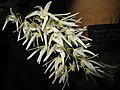 Dendrobium jonesii flowers