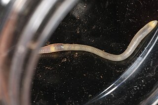 <i>Bimastos</i> Genus of annelid worms