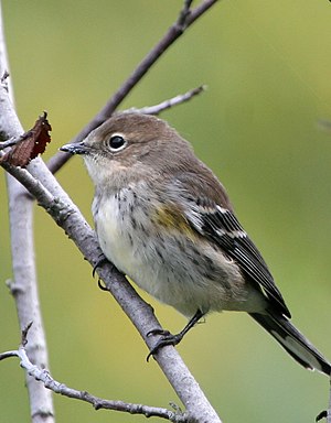 Female crowned warbler