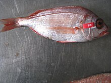 Dentex macrophthalmus.jpg