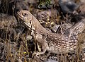 Desert Iguana with Bug on Head (93ed242a-0157-4ca9-97c5-ac7ddde052a1).jpg