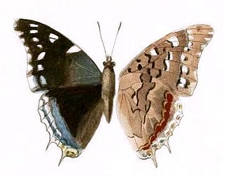 <i>Charaxes guderiana</i> Species of butterfly