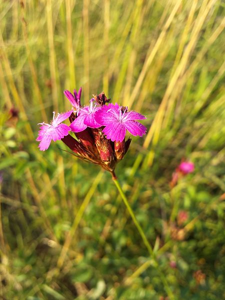 File:Dianthus pontederae sl3.jpg