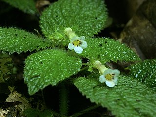 <i>Diastema</i> (plant) Genus of flowering plants