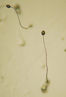 <i>Dictyostelium</i> Genus of slime molds