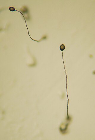 <i>Dictyostelium discoideum</i> Species of slime mould