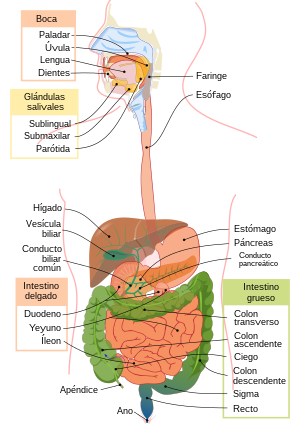 Digestive system diagram es.svg