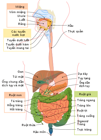 Digestive system diagram vi.svg