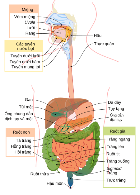 Hệ tiêu hóa người