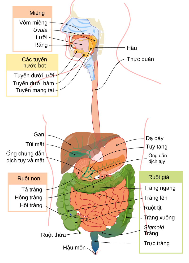 Hệ tiêu hóa người – Wikipedia tiếng Việt