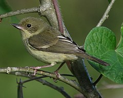 ♀ Diglossa sittoides