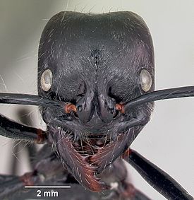 Голова рабочего муравья Dinoponera lucida