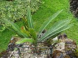 Dioon califanoi, Parque Terra Nostra, Furnas, Azoren