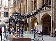 Diplodocus (replica).001 - London.JPG