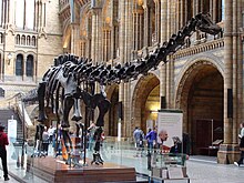 Dippy in the Hintze Hall at the Natural History Museum in 2008 Diplodocus (replica).001 - London.JPG