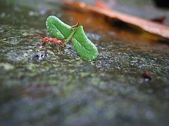 DirkvdM ant with leaf.jpg