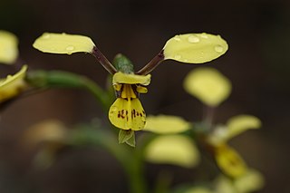 <i>Diuris praecox</i> Species of orchid