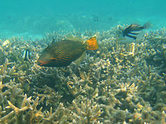 Diving Maldives, 2009 Triggerfishes.jpg