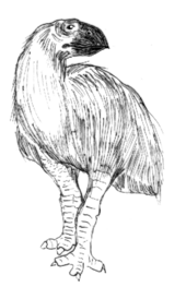 Gastornis: Merkmale, Biogeographie, Paläobiologie