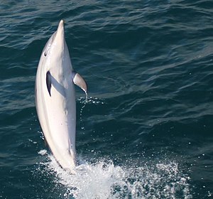 Dolphin wikitravel.jpg