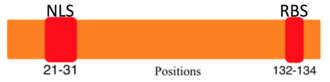 Figure 3. Image of the domain locations for CRABP1. The nuclear localization signal (NLS) is at position 21-31 and the retinoic acid binding site (RBS) is at position 132-134. Domains of CRABP1.png