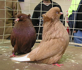 <span class="mw-page-title-main">American Domestic Show Flight</span> Breed of pigeon