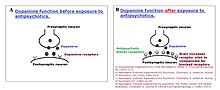 A symbolic graphic of the brain's dopamine function before and after antipsychotics Dopamine function before and after antipsychotics.jpg