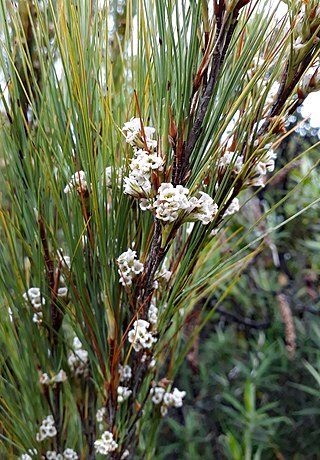 <i>Dracophyllum filifolium</i> Species of flowering plant in the heath family Ericaceae