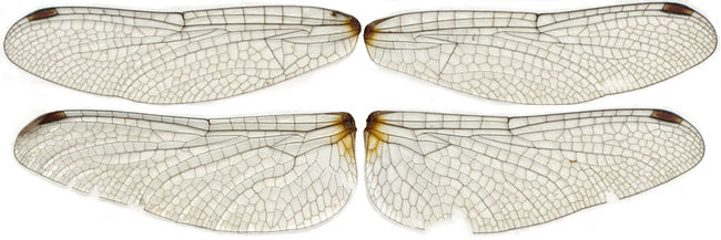 Dragonfly wings