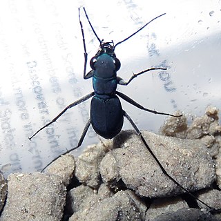 <i>Dromochorus velutinigrens</i> Species of beetle