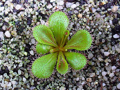 Drosera bulbosa Leaves