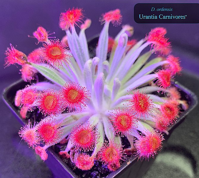 File:Drosera ordensis 'Kununurra, Kimberley' (13 km west).jpg