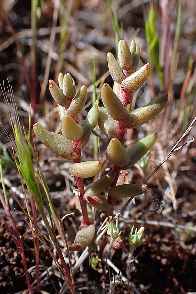 File:Dudleya variegata 185003857.jpg