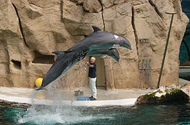 Zoo de Duisbourg Dolfinshow.JPG