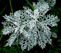 Jacobaea maritima 'Silverdust' (Dusty miller) Foliage