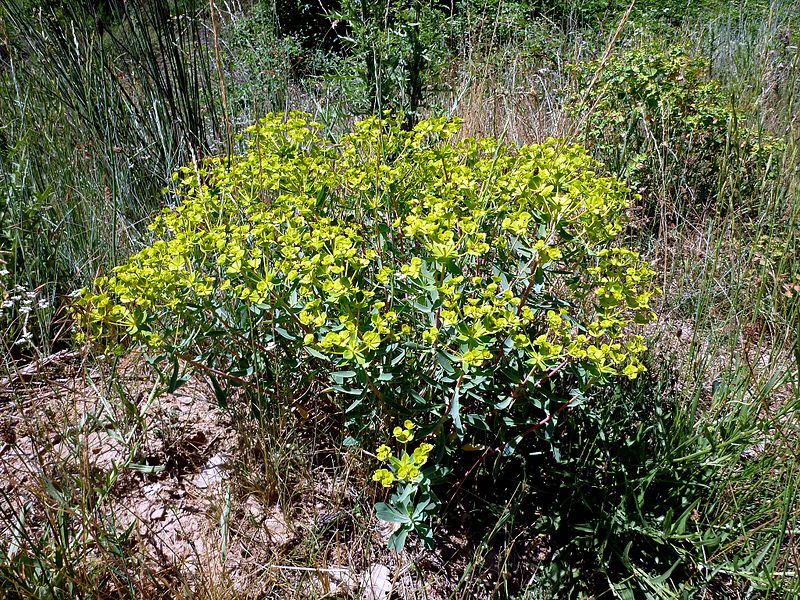 File:EUPHORBIA NICAEENSIS - MORROCURT - IB-737 (Lleteresa nicenca).JPG