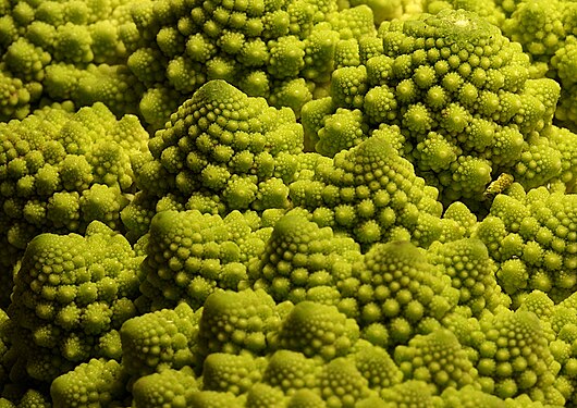 romanesco-Röschen - brocoflower