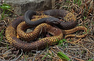 Eastern Coachwhip (Coluber flagellum flagellum) (17504592061).jpg