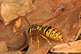 Vespula maculifrons (Virginie)