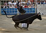 Miniatura para Quebrador (corrida landesa)