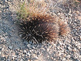 Tachyglossidae