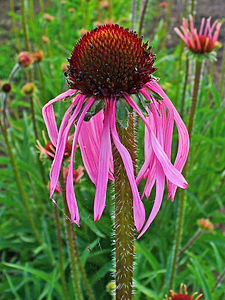 Echinacea pallida Inflorescence