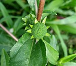 Eclipta alba (Asteraceae) 01.jpg