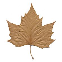 Leaf Wikipedia