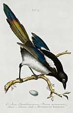 Ekster uit de Nederlandsche vogelen beschreven door Cornelius Nozeman.jpg