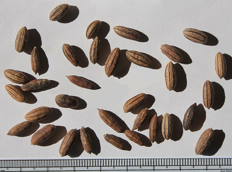 File:Elaeagnus angustifolia seeds, by Omar Hoftun.jpg