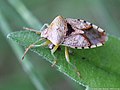 Elasmucha grisea (Linnaeus, 1758)