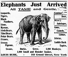 "Elephants just arrived" (Billboard, 1907) Elephants just arrived 1907 Billboard ad Louis Ruhe Grand Street New York.jpg